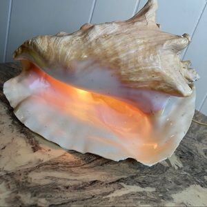handmade vintage conch shell lamp